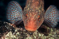 Ballan Wrasse in breeding colouration, taken at Cathedral... by Mike Clark 